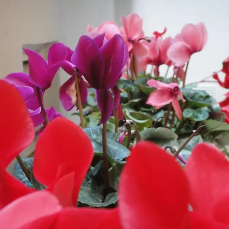 Xauen En Pleno Centro Con Acceso Autorizado Y A 100m De La Catedral